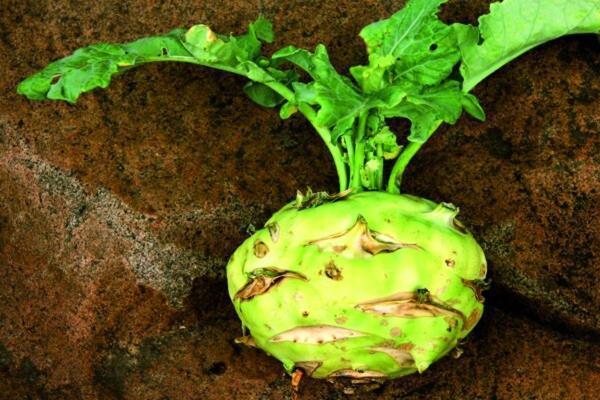 طرز تهیه آبگوشت کلم قمری طرز تهیه آبگوشت کلم قمری