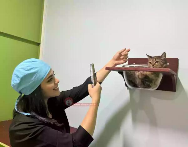 سفر بدون دغدغه برای صاحبین پت سفر بدون دغدغه برای صاحبین پت